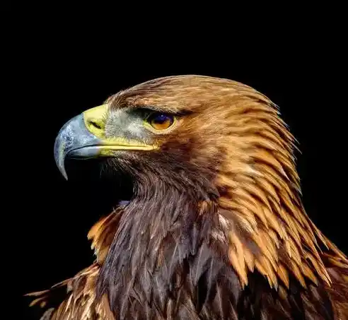 Eagle picture