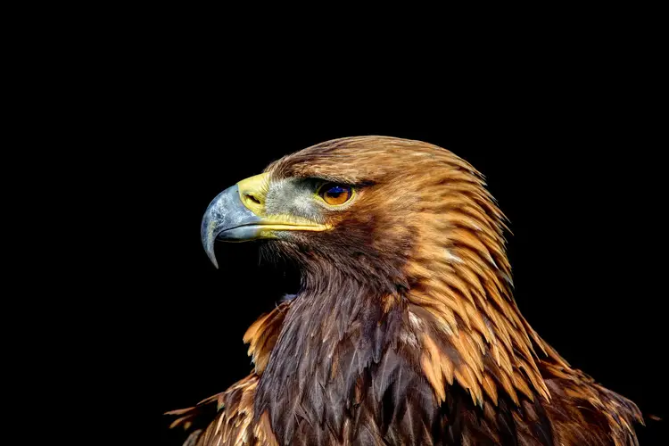 Eagle picture